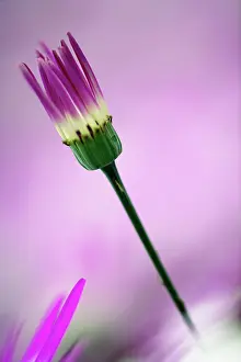 Lisse: Close-up of purple flower, Keukenhof Garden