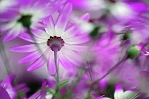 Lisse: Close-up of purple flower, Keukenhof Garden