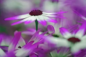 Lisse: Close-up of purple flower, Keukenhof Garden