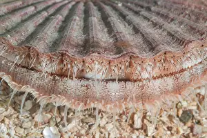 Queen: Close-up of Queen scallop or Manx Queenie (Aequipecten