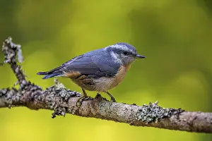 Waiting: Close-up of a Red-breasted Nuthatch (Sitta canadensis) perched on a lichen-covered branch with a soft green background