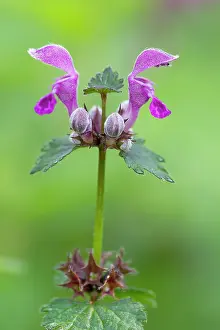 Purpureum: Close-up of a Red deadnettle (Lamium purpureum)