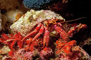 Hermit: Close-up of red hermit crab (Dardanus calidus)
