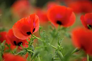 Selective: Close-up of Red Poppies in fields Central