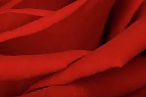 Symbolism: Rose