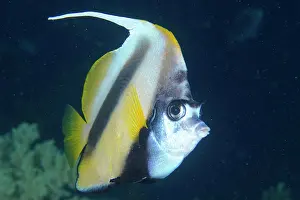 Butterflyfish: Close-up of red sea bannerfish (Heniochus intermedius)