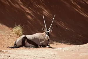 Embankment: Close-up of resting Oryx (Oryx gazella)