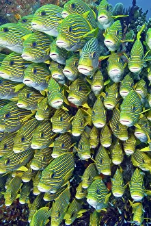 Crowded: Close-up of schooling sweetlip fish (Plectorhinchus)