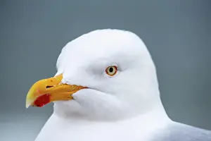Seagull: Close-up of a seagull