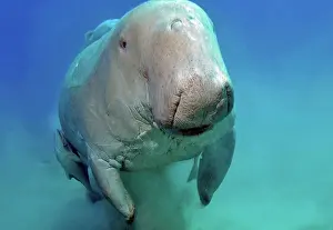 Egypt: Close-up shot of manatee Fork-tailed manatee (Dugong d
