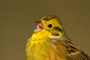 Yellowhammer: Close-up of a singing Yellowhammer (Emberiza ci