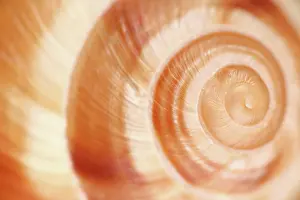 Helix: Snail