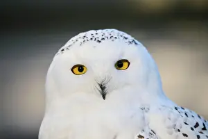 Scandiacus: Close-up of a Snowy owl (Bubo scandiacus), captive