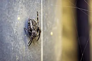 Spiders: Close-up of a spider on a wall