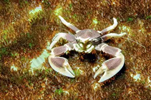 Myanmar: Close-up of spotted porcelain crab (Neopetrolisthes