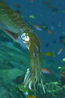 Shimlock: Close-up of a squid, Lembata Island, Indonesia
