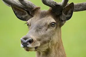 Section: Close-up of a stag's head with magnificent antlers against a green background