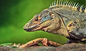 Fiji: Close-up of a striped iguana, Iguana Striped Fiji