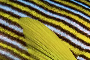 Anthia: Close-up of sweetlip (Plectorhinchus) fin