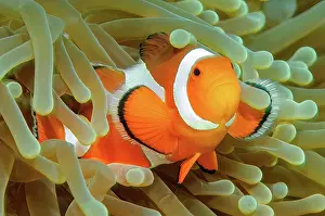 Anemonefish: Close-up symbiotic behaviour of anemonefish ocellaris c