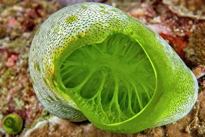 Tunicate: Close-up of the Tall Urn Ascidian (Didemnum molle)