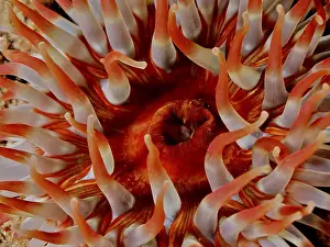 Section: Close-up of tentacles of a red-orange sea anemone