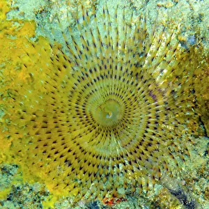 Worm: Close-up of tentacles of tubeworm mediterranean