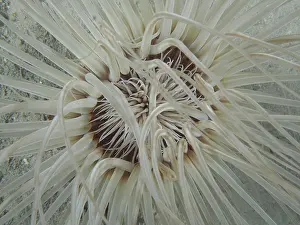 Dwelling: Close-up of tube-dwelling anemone (Cerianthus) from