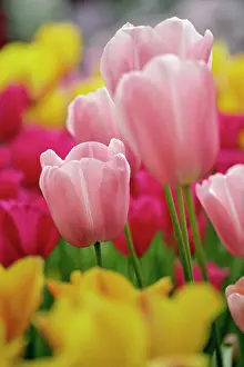 Lisse: Close-up of tulip flower, Kuekenhof Gardens