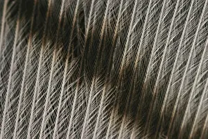 Barb: Close-up of a Turkey feather
