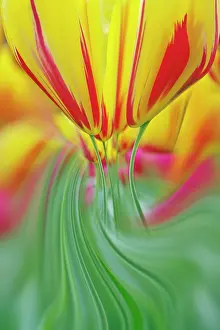 Lisse: Close-up of underside of tulip flower, Keukenhof