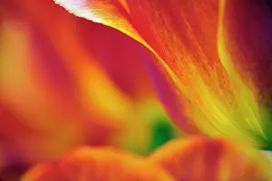 Kuekenhof: Close-up of underside of tulip flower, Kuekenhof