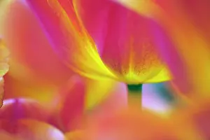 Kuekenhof: Close-up of underside of tulip flower, Kuekenhof