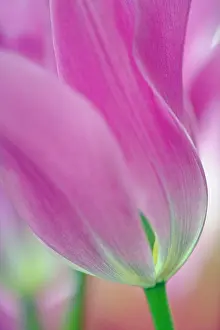 Keukenhof: Close-up of underside of tulip flower, Kuekenhof