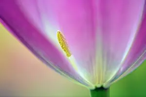 Keukenhof: Close-up of underside of tulip flower, Kuekenhof
