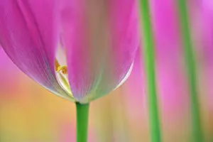 Keukenhof: Close-up of underside of tulip flower, Kuekenhof