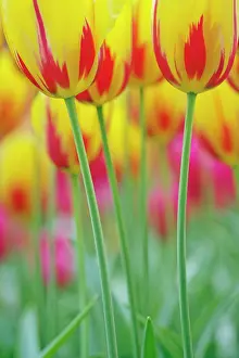 Keukenhof: Close-up of underside of tulip flower, Kuekenhof