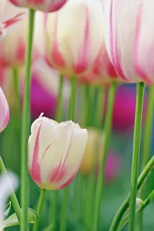 Keukenhof: Close-up of underside of tulip flower, Kuekenhof