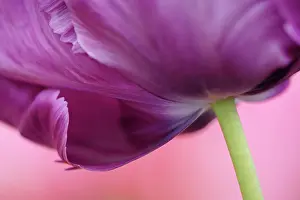 Lisse: Close-up of underside of tulip flower, Kuekenhof