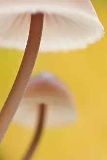 Unidentified: Close-up of two unidentified fungi