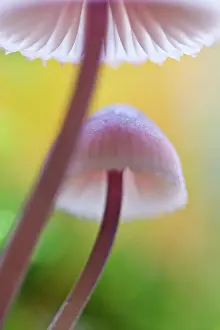 Unidentified: Close-up of two unidentified fungi