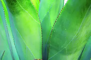 Clean: Close-up of vibrant agave leaves