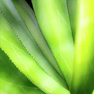 Clean: Close-up of vibrant agave leaves