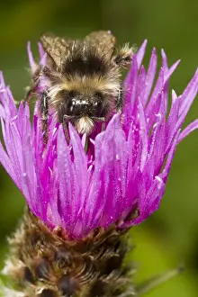 Meadowland: Close-up view of face of Buff-tailed Bumblebee