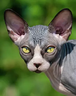 Luxurious: Close-up view of luxury young cat of Canadian Sphynx