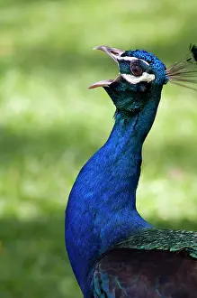 Ilha: Close-up view of Peacock calling, Botanical