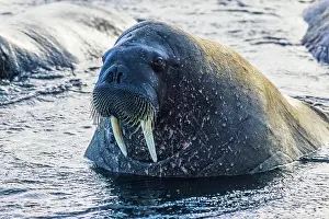 Walrus: Close-up of a Walrus in the water, Svalbard