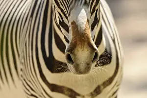 Mouths: Close-up of the zebra owl with stripe pattern and fine