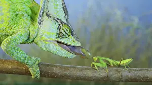 Mantis: Close up of Veiled chameleon (Chamaeleo calyptratus)