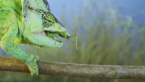 Mantis: Close up of Veiled chameleon (Chamaeleo calyptratus)